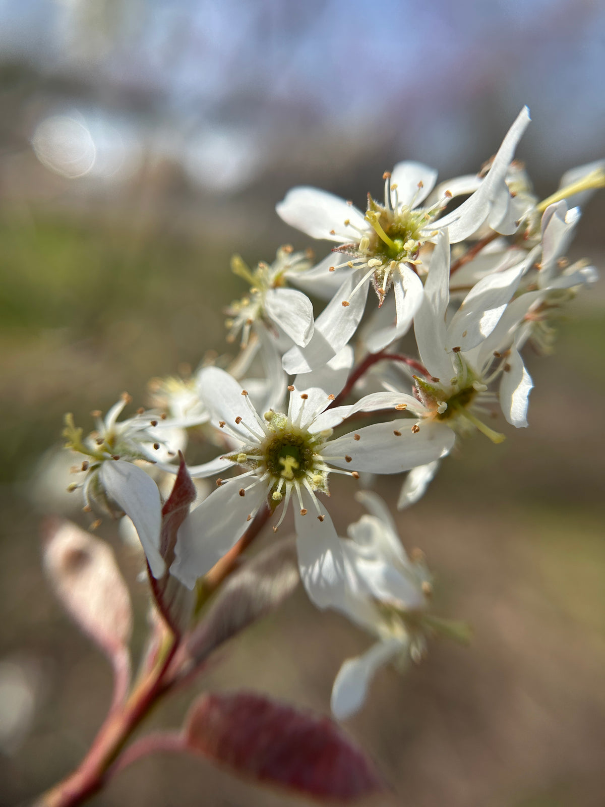 Amelanchier canadensis (Shadbush)