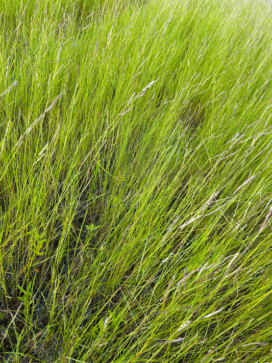 Spartina patens (Salt Meadow Cordgrass)