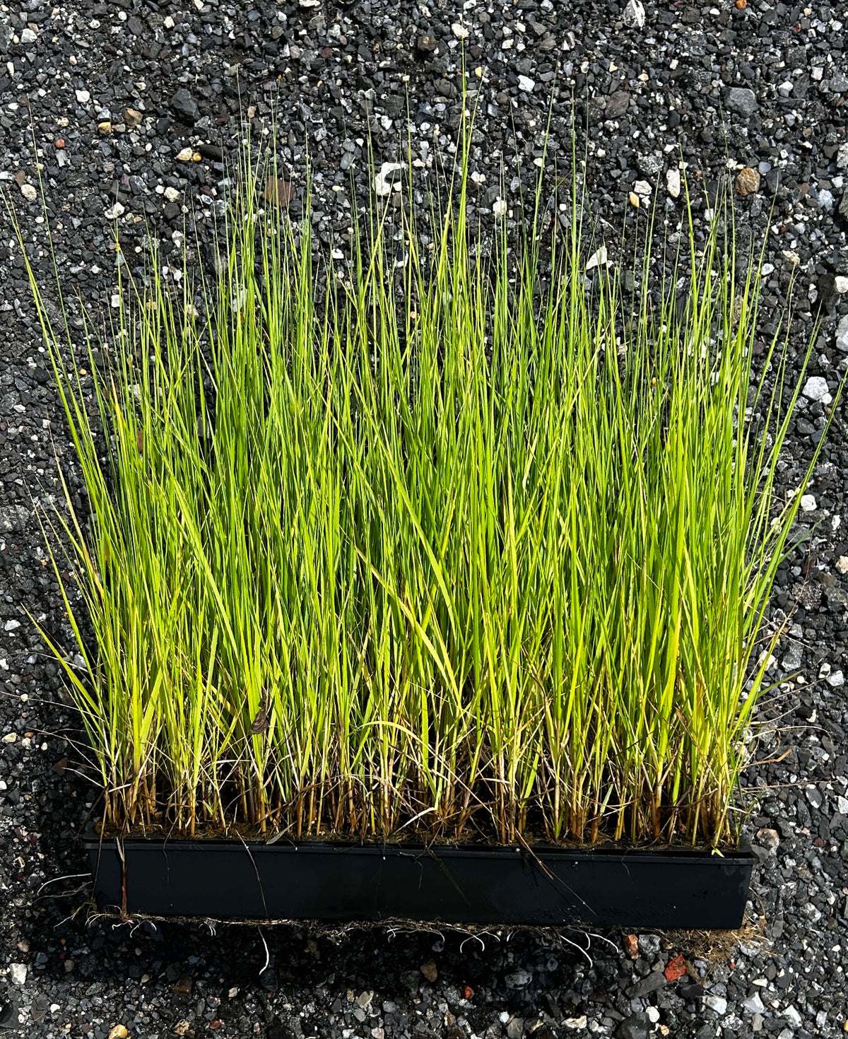 Spartina alterniflora (Smooth Cordgrass)
