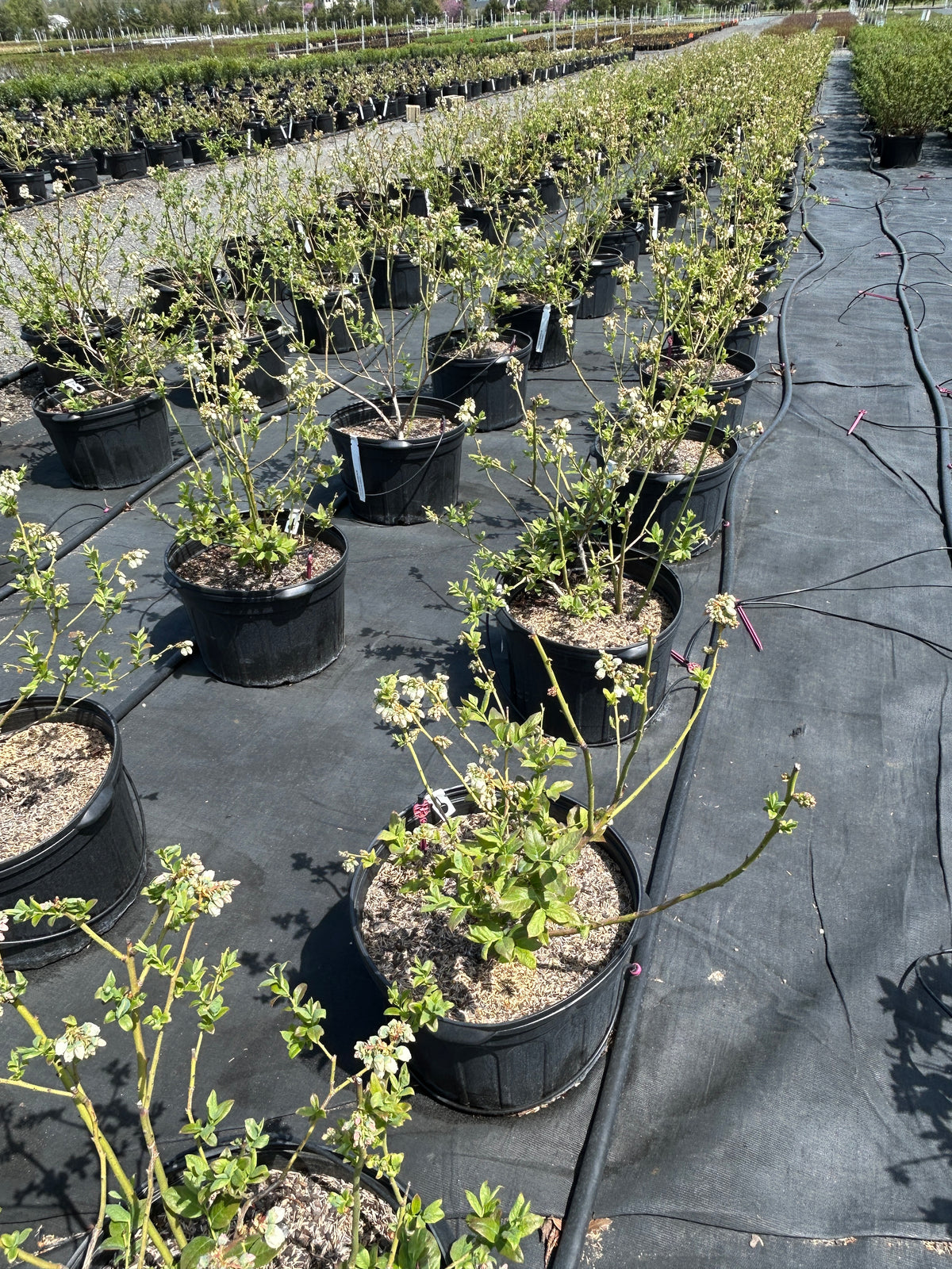 Vaccinium corymbosum (Highbush Blueberry)