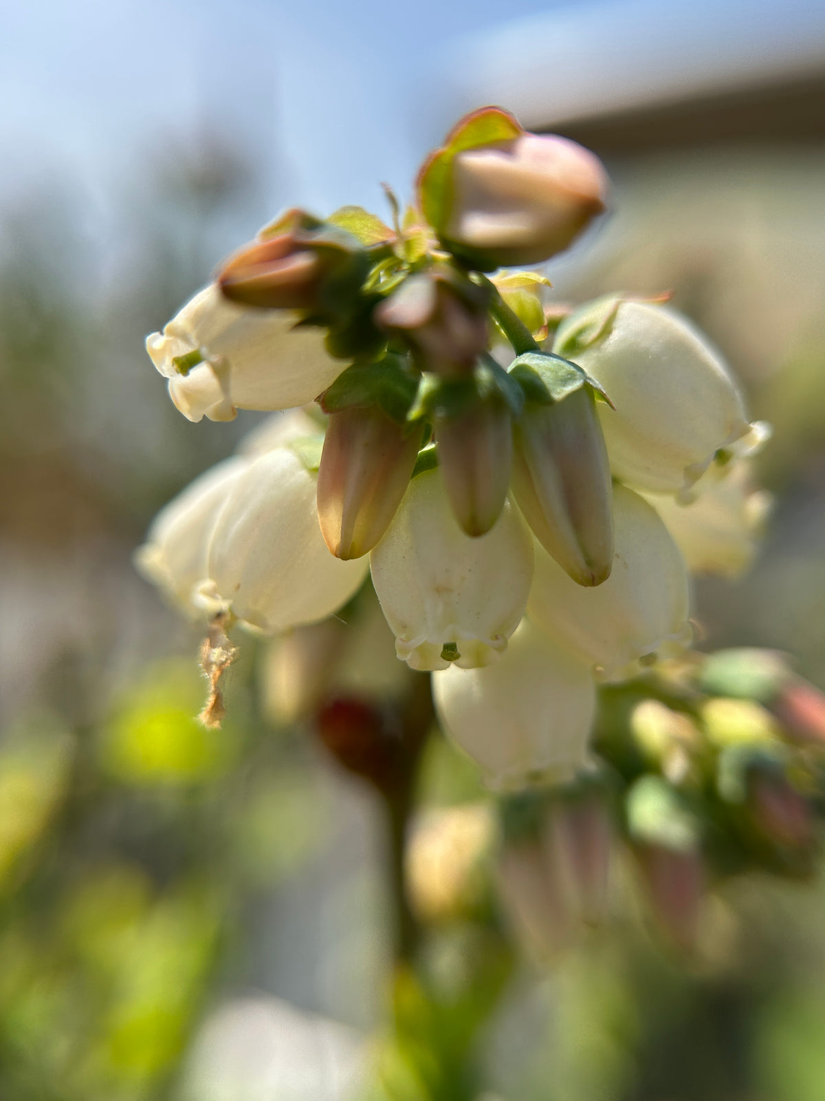 Vaccinium corymbosum (Highbush Blueberry)