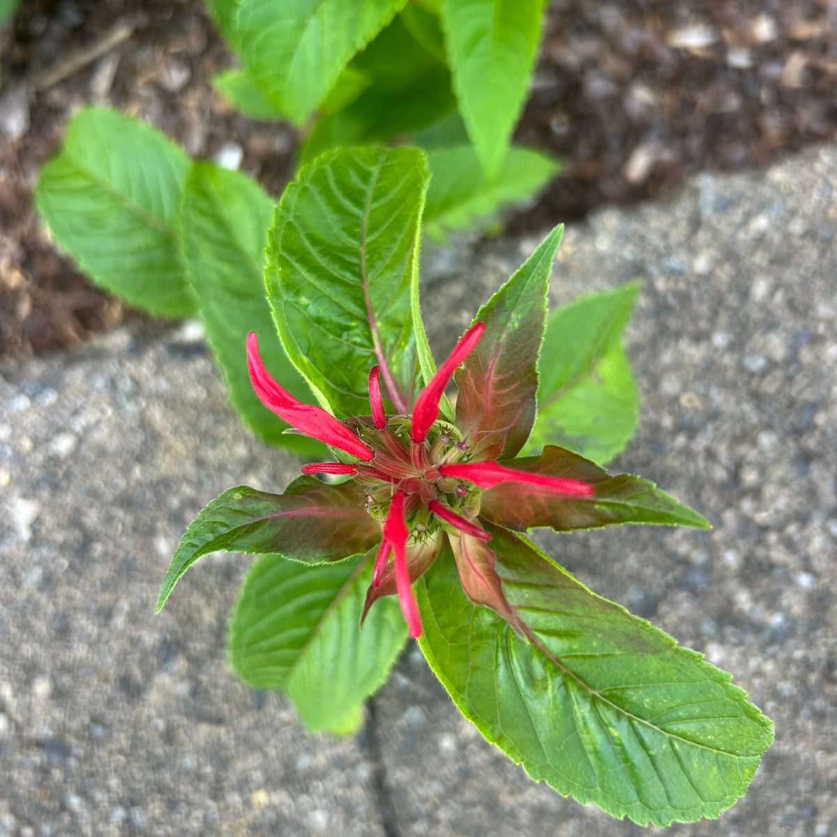 Monarda didyma (Scarlet Beebalm)