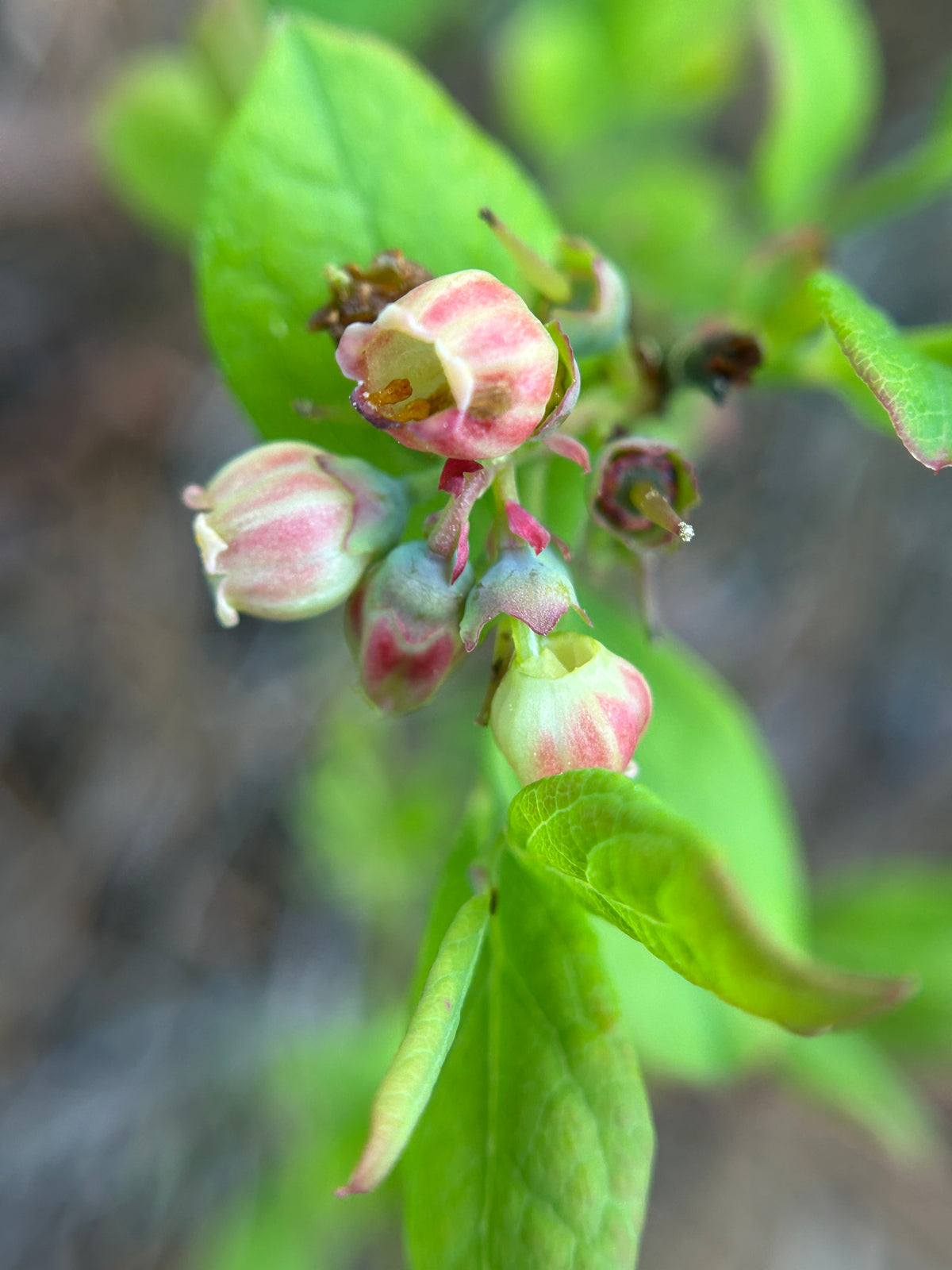 Vaccinium angustifolium (Lowbush Blueberry)