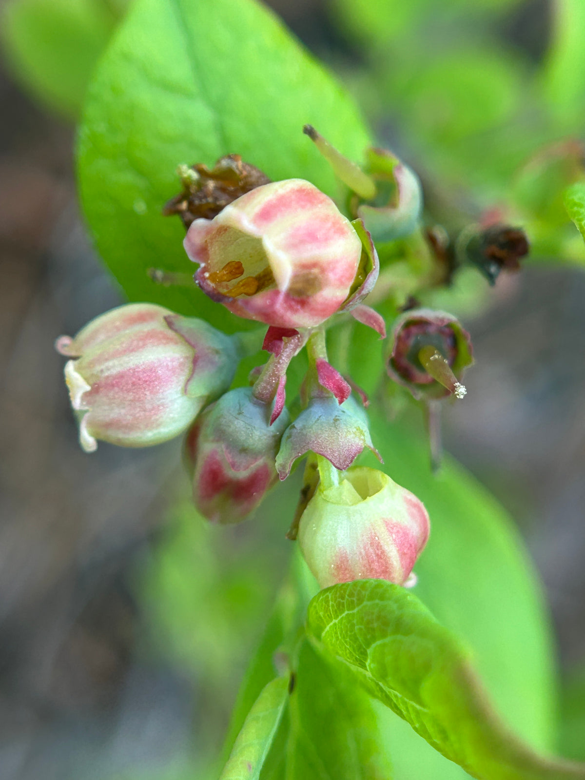 Vaccinium angustifolium (Lowbush Blueberry)