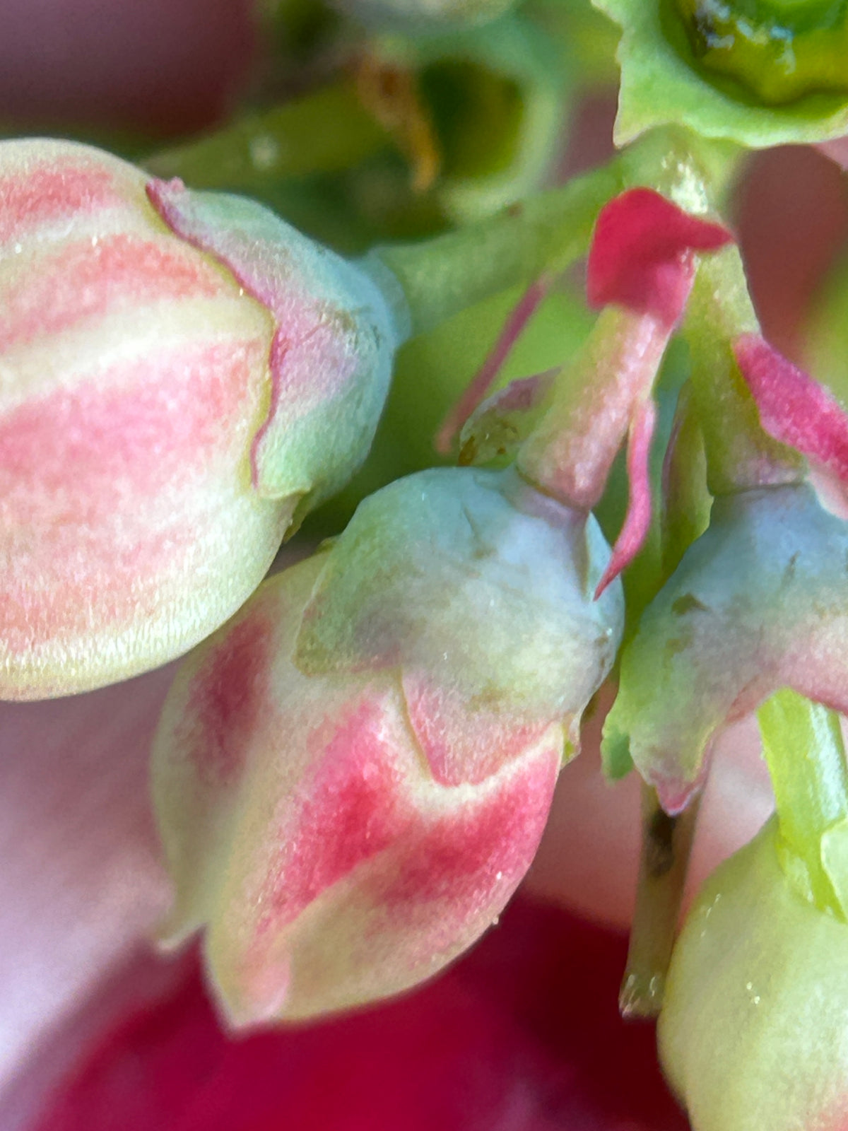 Vaccinium angustifolium (Lowbush Blueberry)