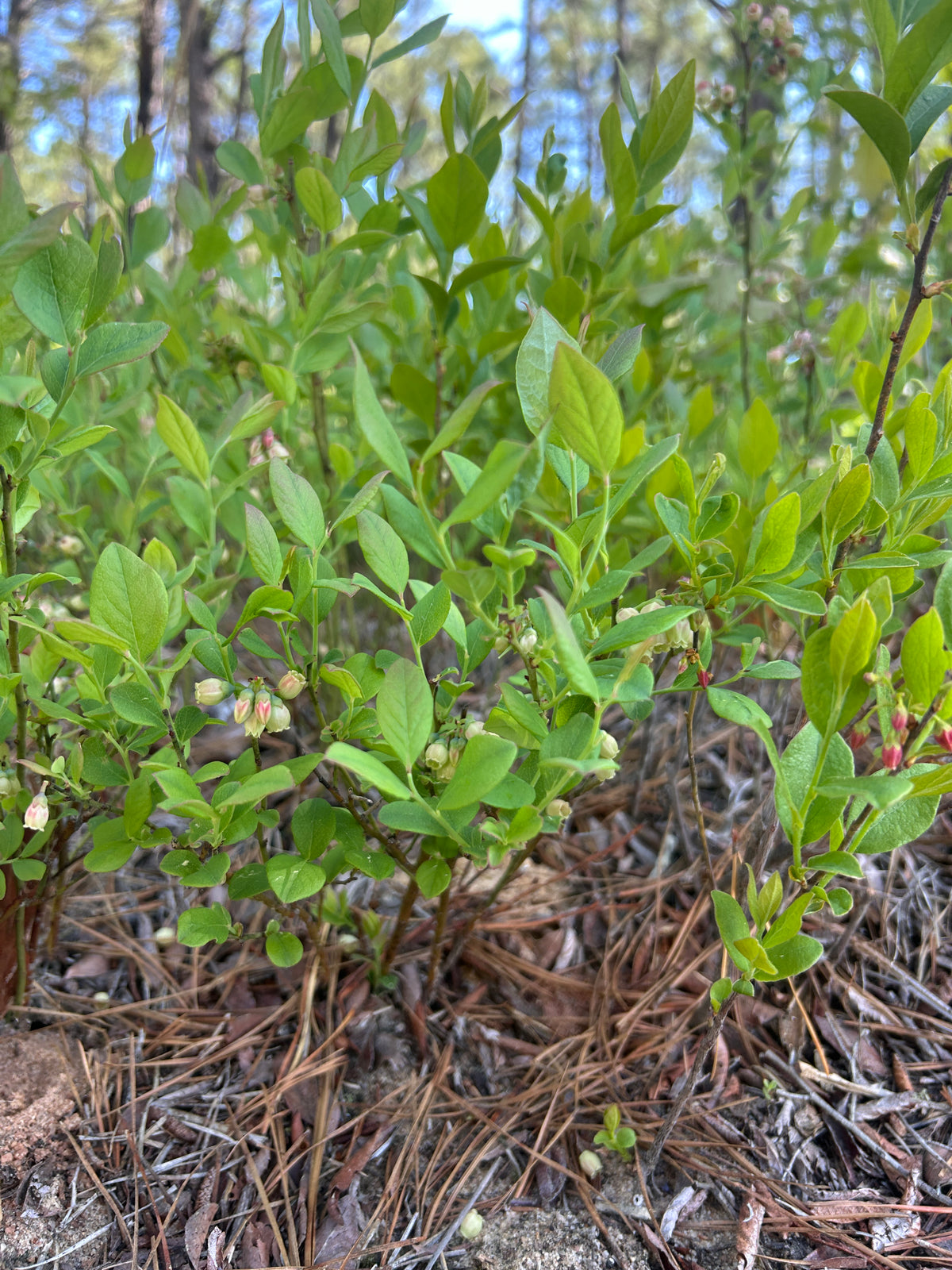 Vaccinium angustifolium (Lowbush Blueberry)