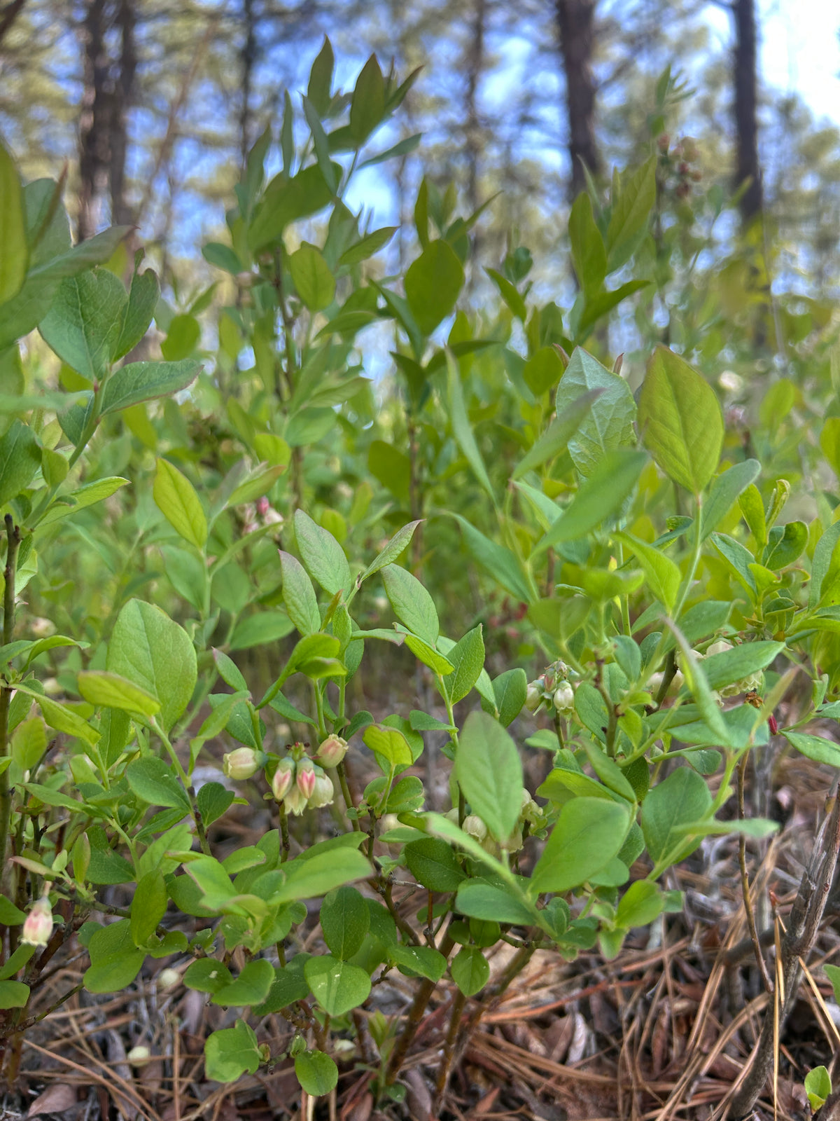Vaccinium angustifolium (Lowbush Blueberry)