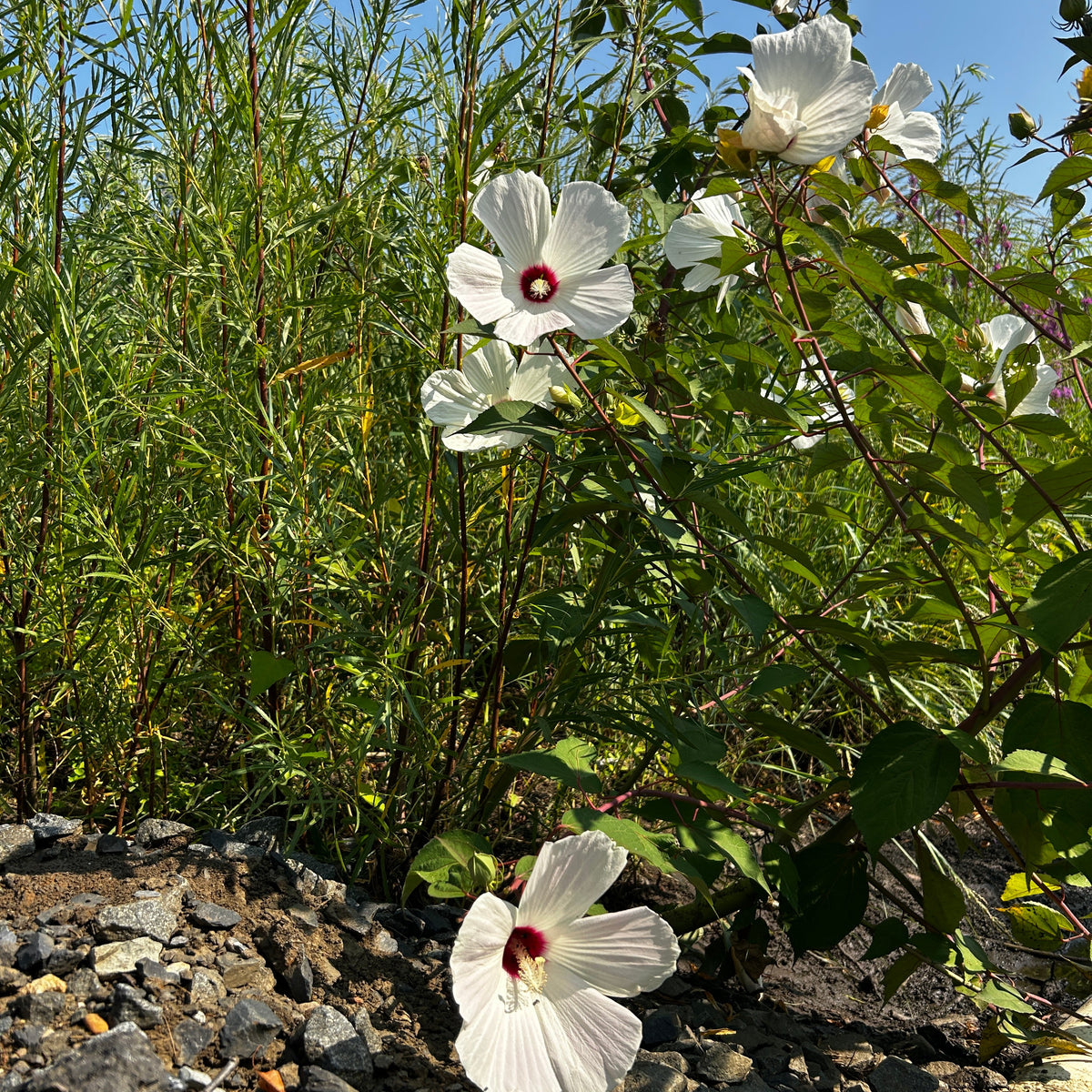 Hibiscus moscheutos (Swamp Rose Mallow)