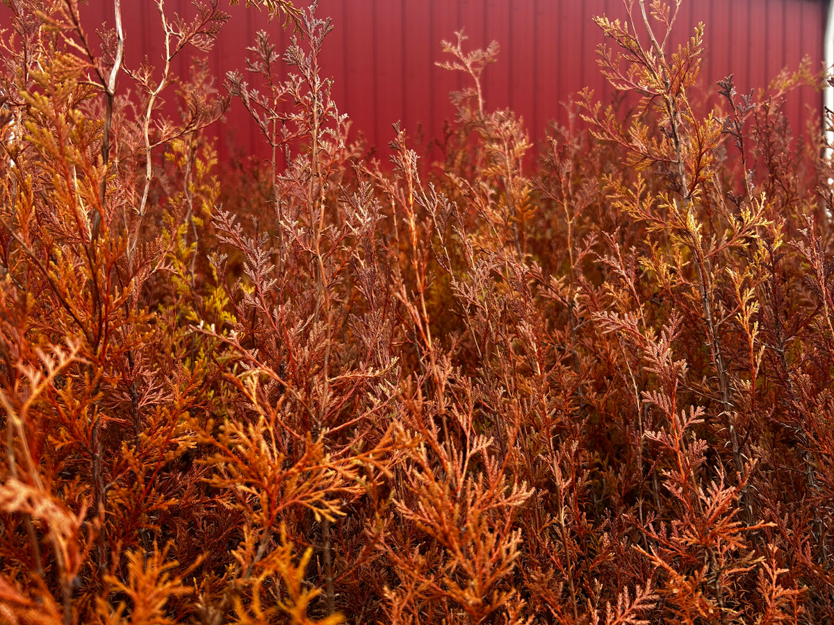 Chamaecyparis thyoides (Atlantic White Cedar)