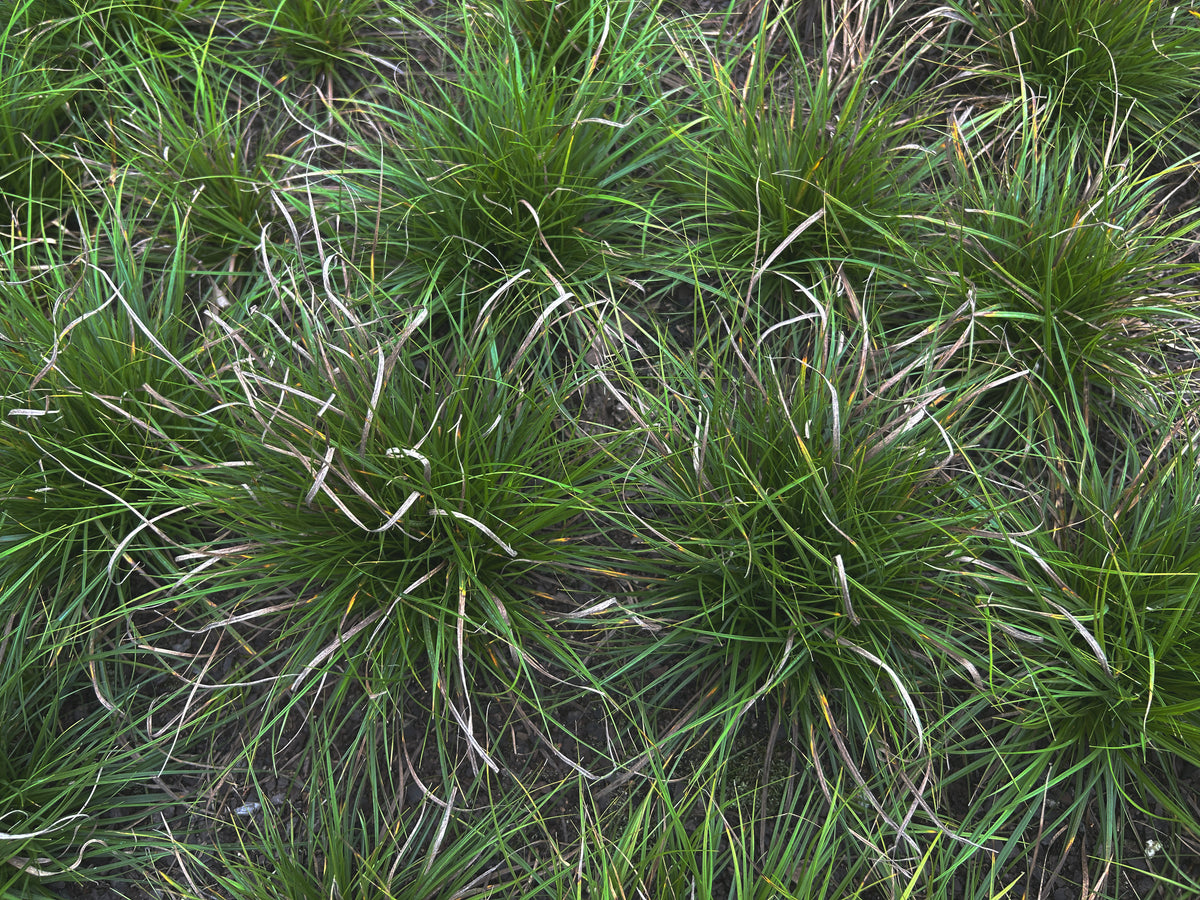 Carex pensylvanica (Pennsylvania Sedge)