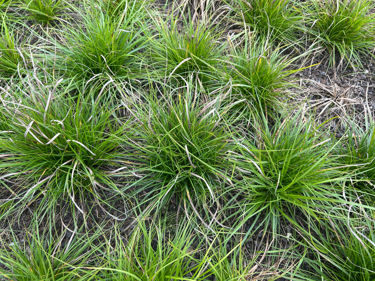 Carex pensylvanica (Pennsylvania Sedge)