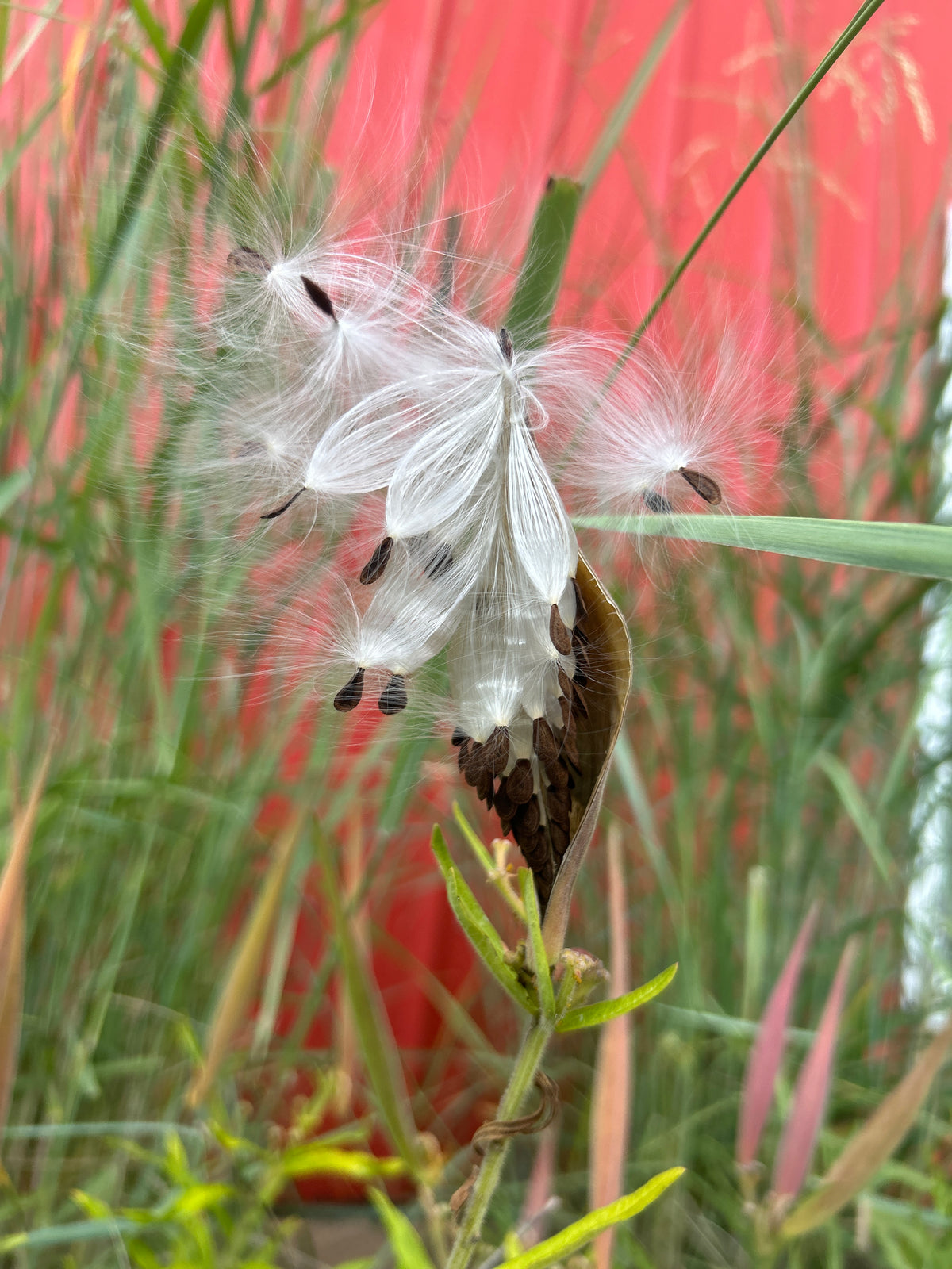 Asclepias tuberosa (Butterflyweed)