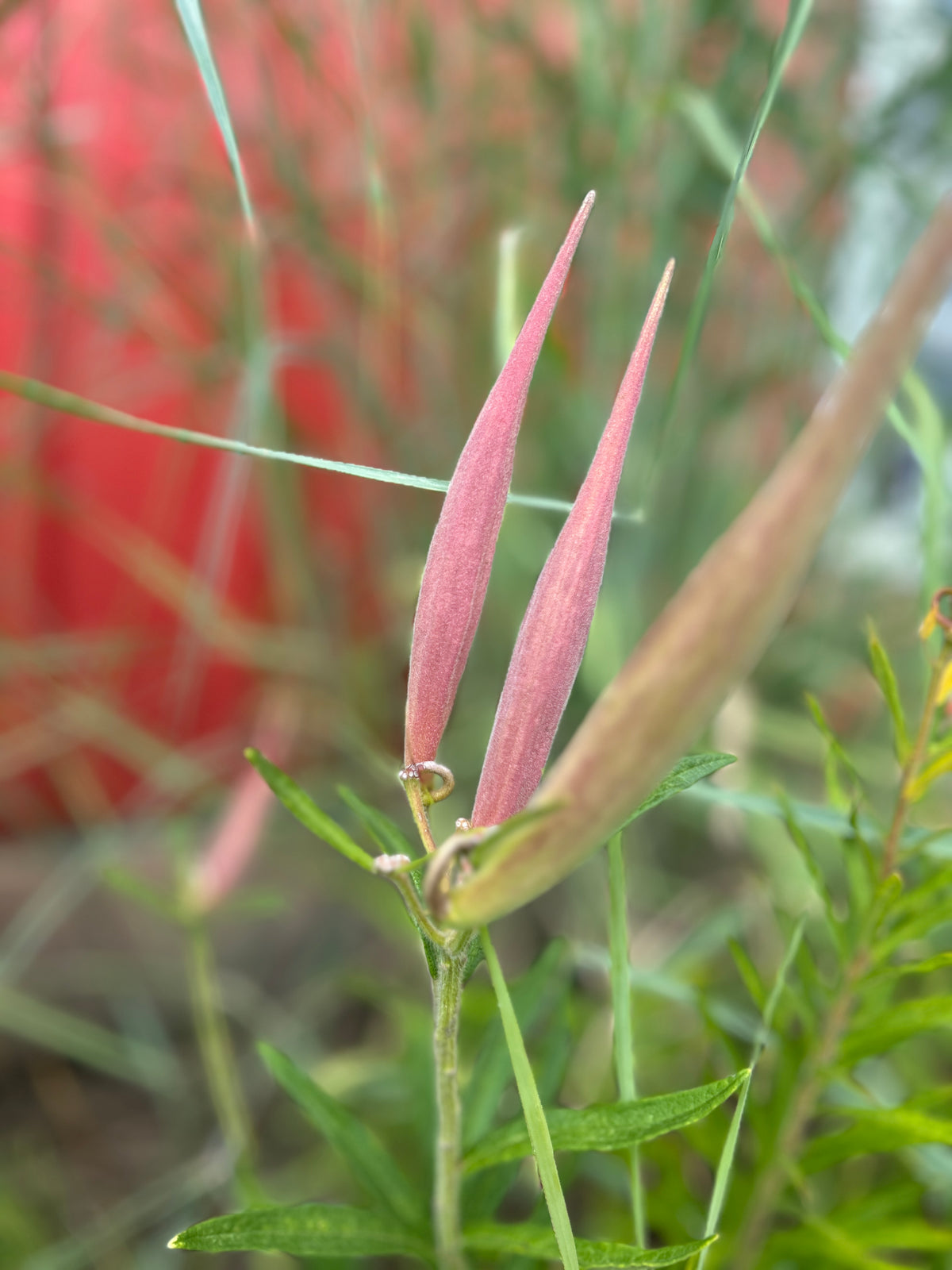 Asclepias tuberosa (Butterflyweed)