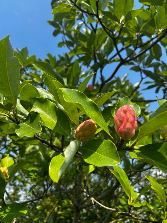 Magnolia virginiana (Sweetbay Magnolia)
