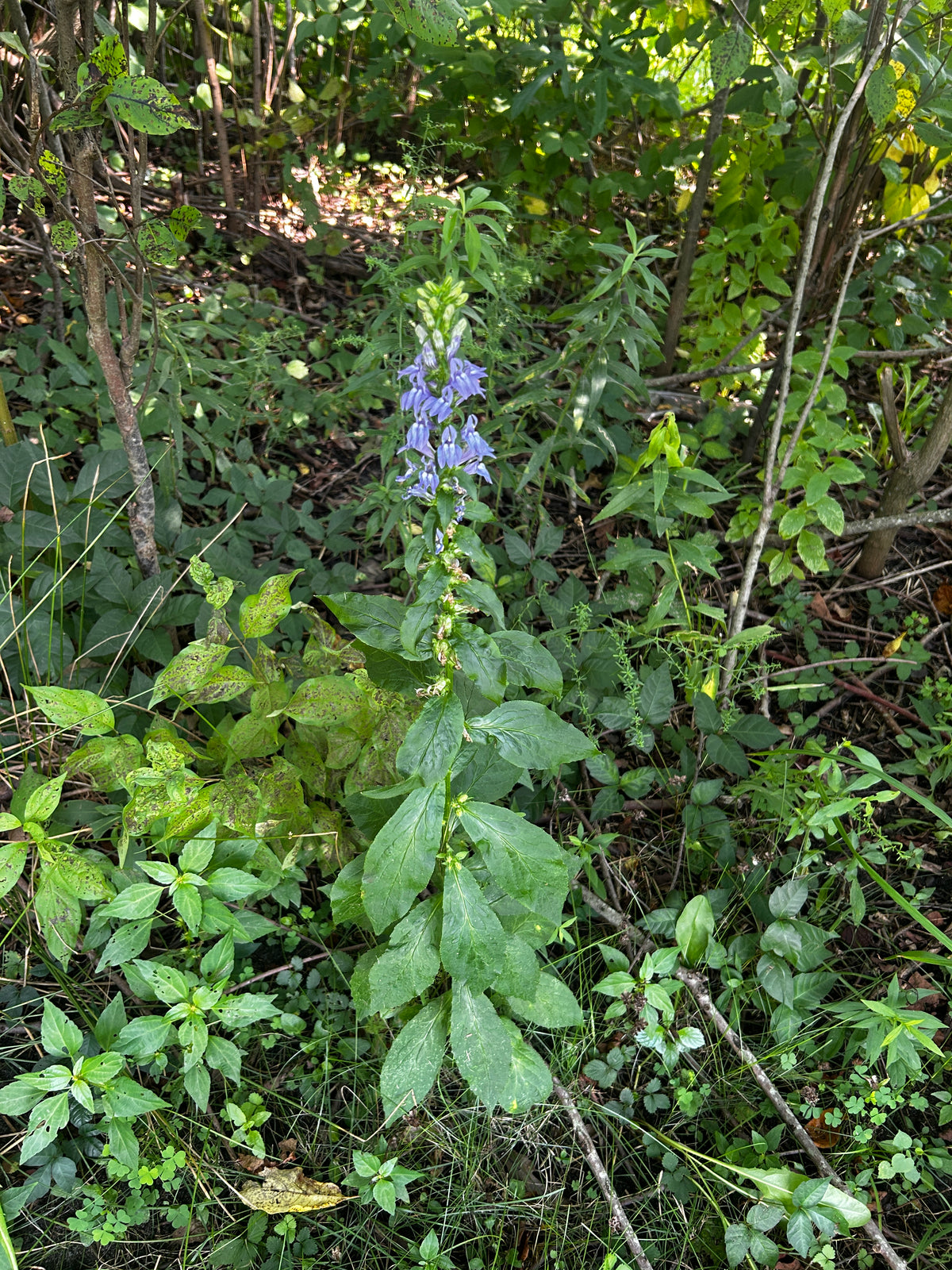 Lobelia siphilitica (Blue Lobelia)