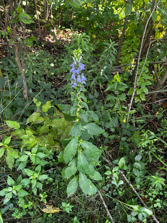 Lobelia siphilitica (Blue Lobelia)