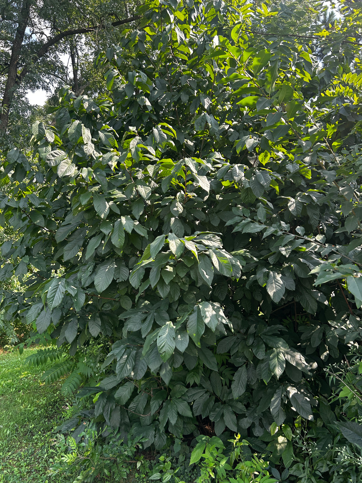 Viburnum dentatum (Arrowwood Viburnum)