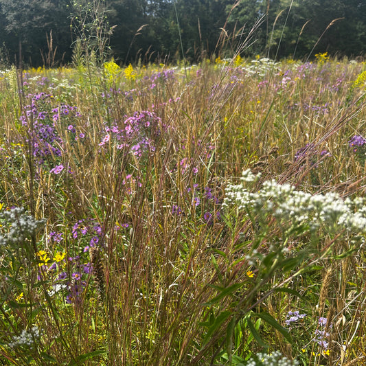 131: Monarch Butterfly Habitat Mix For The Mid-Atlantic Region