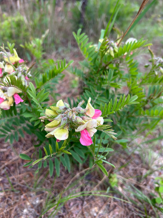 Tephrosia virginiana (Goat's Rue)