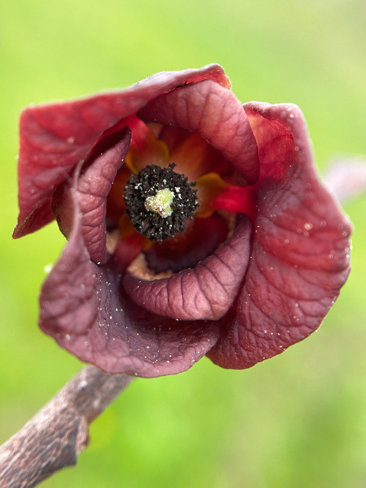 Asimina triloba (Paw-Paw)