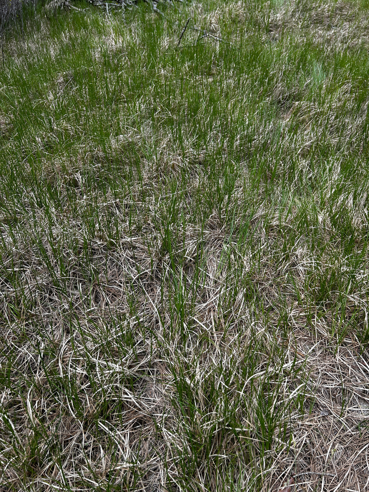 Carex pensylvanica (Pennsylvania Sedge)