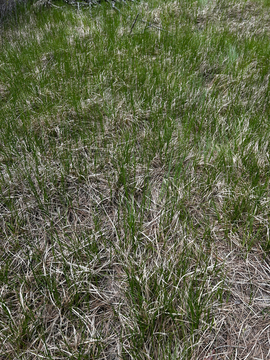 Carex pensylvanica (Pennsylvania Sedge)
