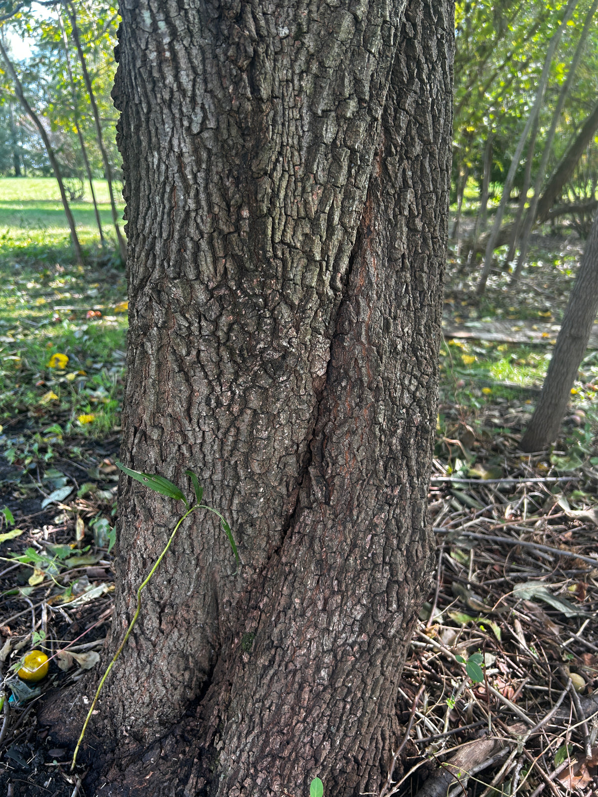 Diospyros virginiana (Persimmon)