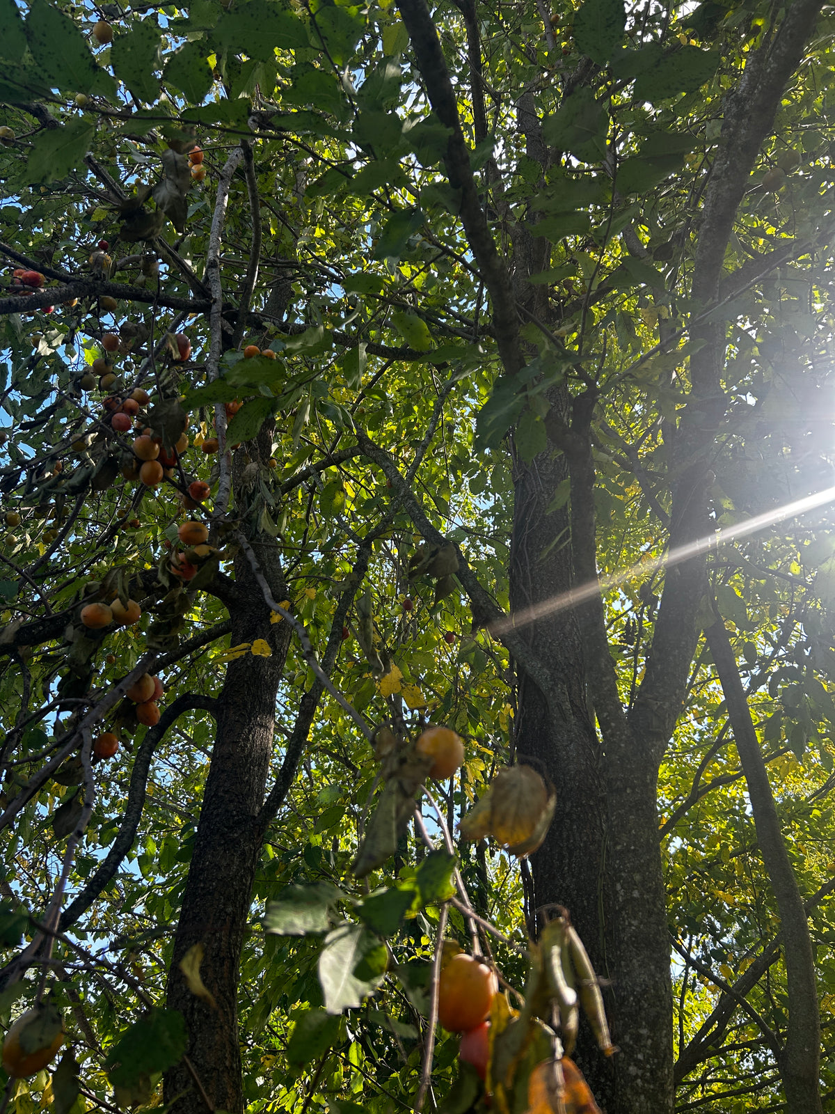 Diospyros virginiana (Persimmon)