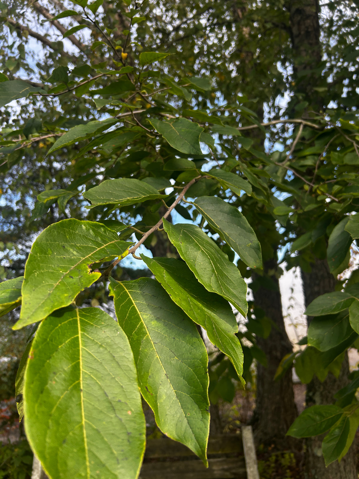 Diospyros virginiana (Persimmon)