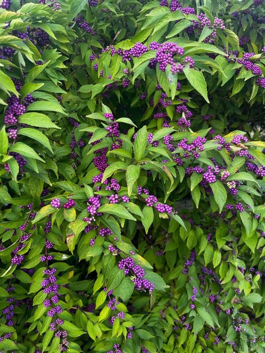Callicarpa americana (American Beautyberry)
