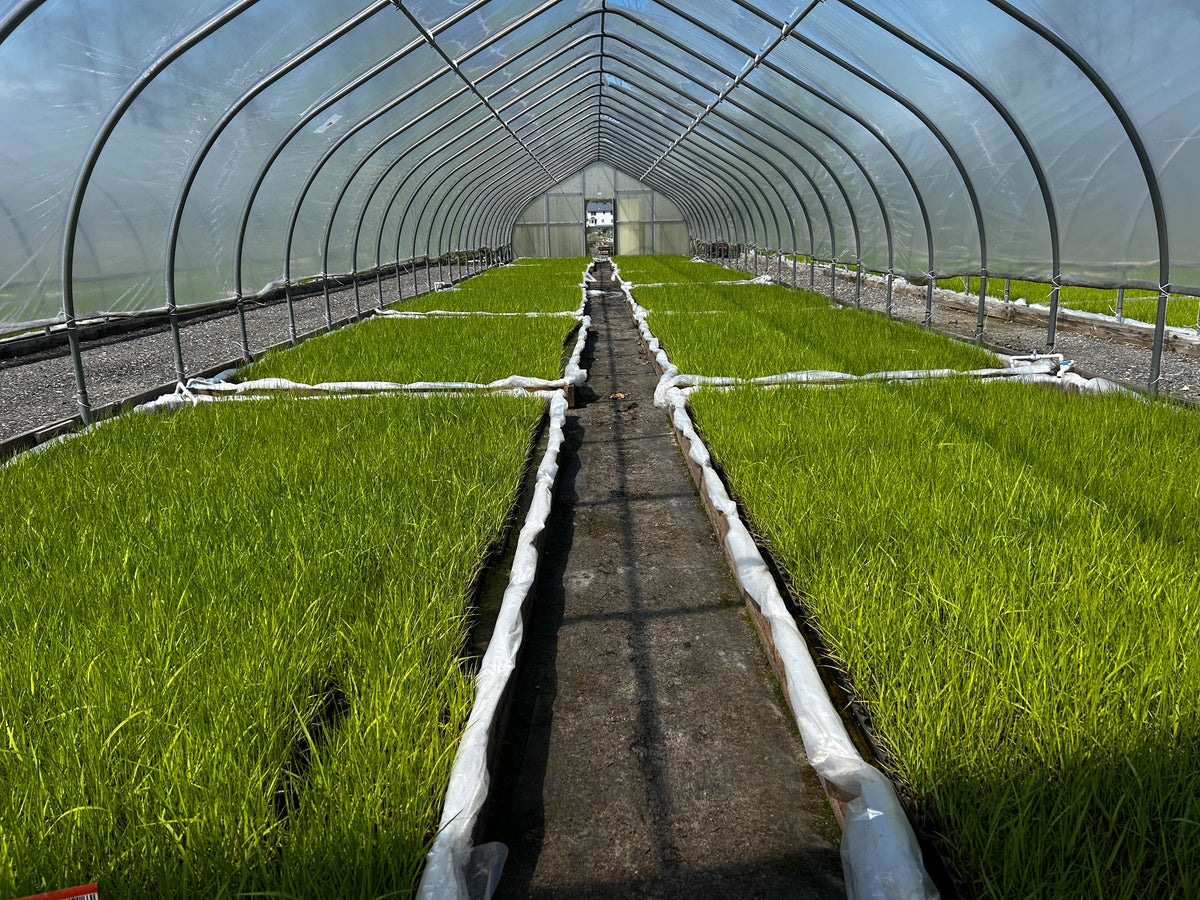 Spartina alterniflora (Smooth Cordgrass)