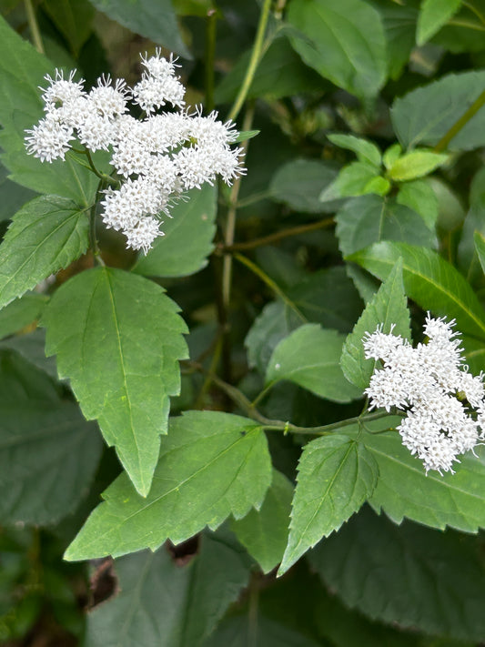Ageratina altissima (White Snakeroot)