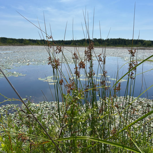Juncus militaris (Bayonet Rush)