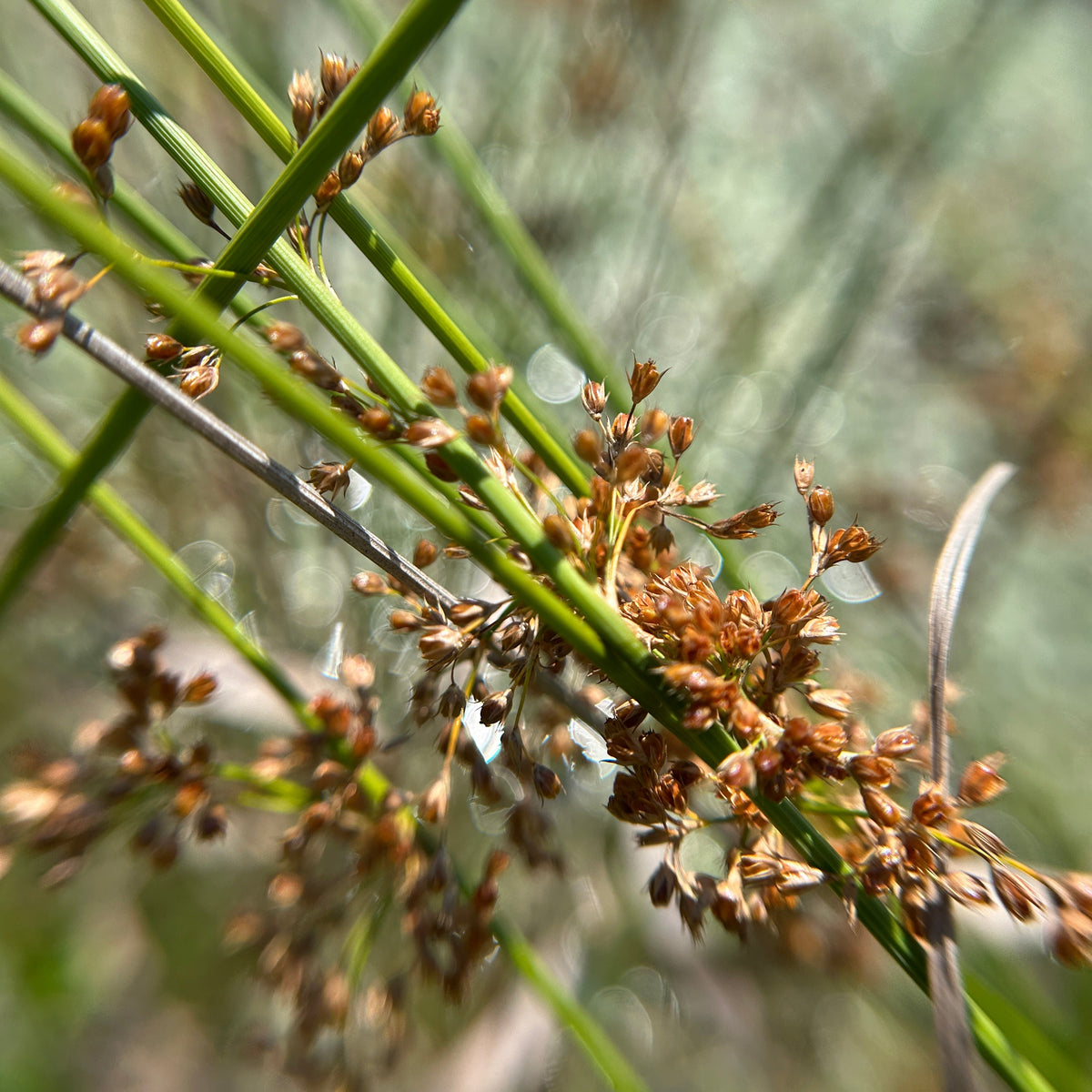 Juncus militaris (Bayonet Rush)