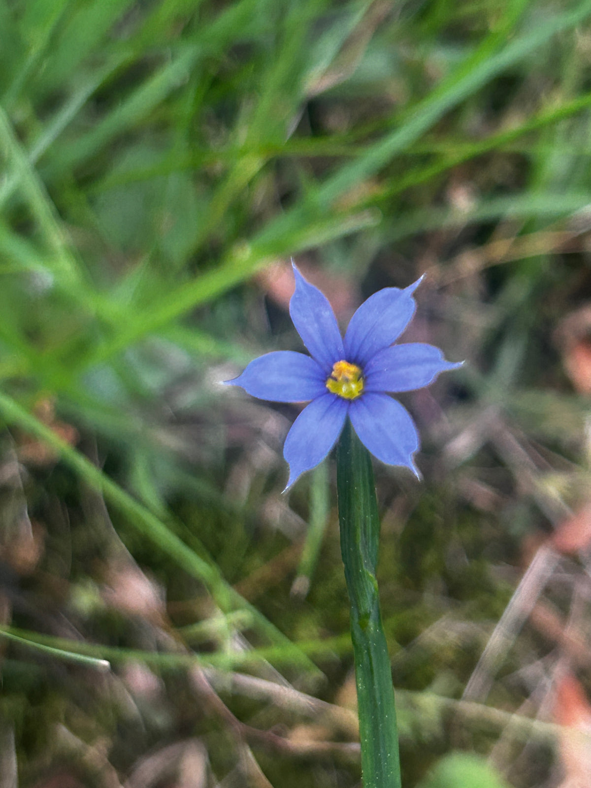 Sisyrinchium angustifolium (Narrowleaf Blue-Eyed Grass)