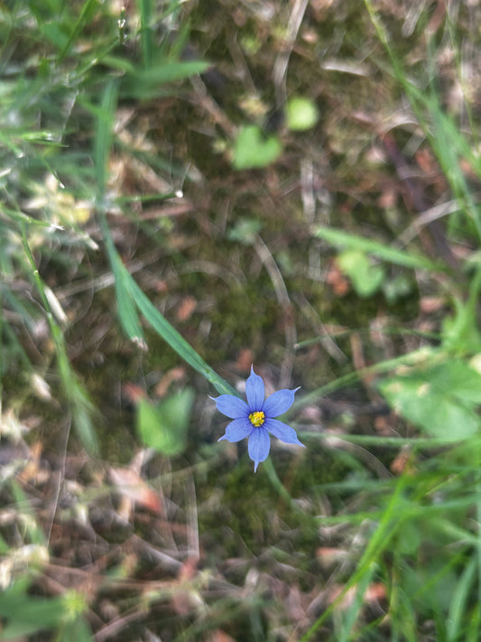 Sisyrinchium angustifolium (Narrowleaf Blue-Eyed Grass)