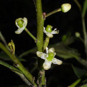 Ilex opaca (American Holly)
