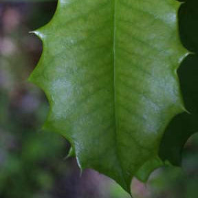Ilex opaca (American Holly)