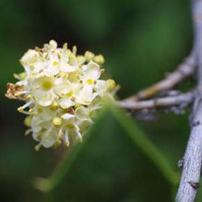 Ilex opaca (American Holly)