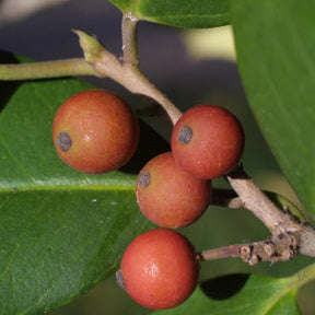 Ilex opaca (American Holly)