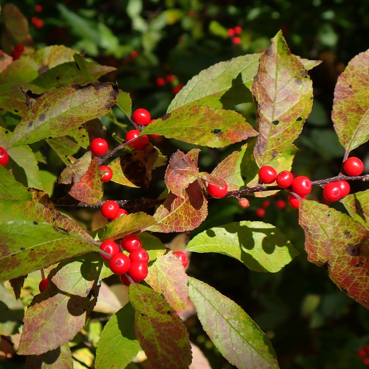 Ilex verticillata (Winterberry Holly)