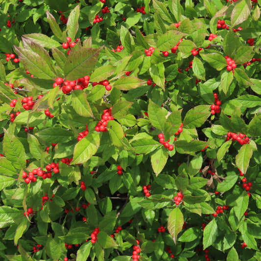 Ilex verticillata (Winterberry Holly)