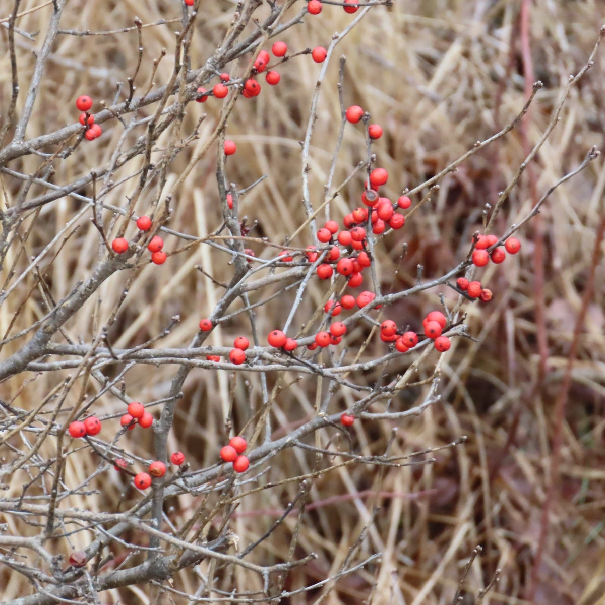 Ilex verticillata (Winterberry Holly)