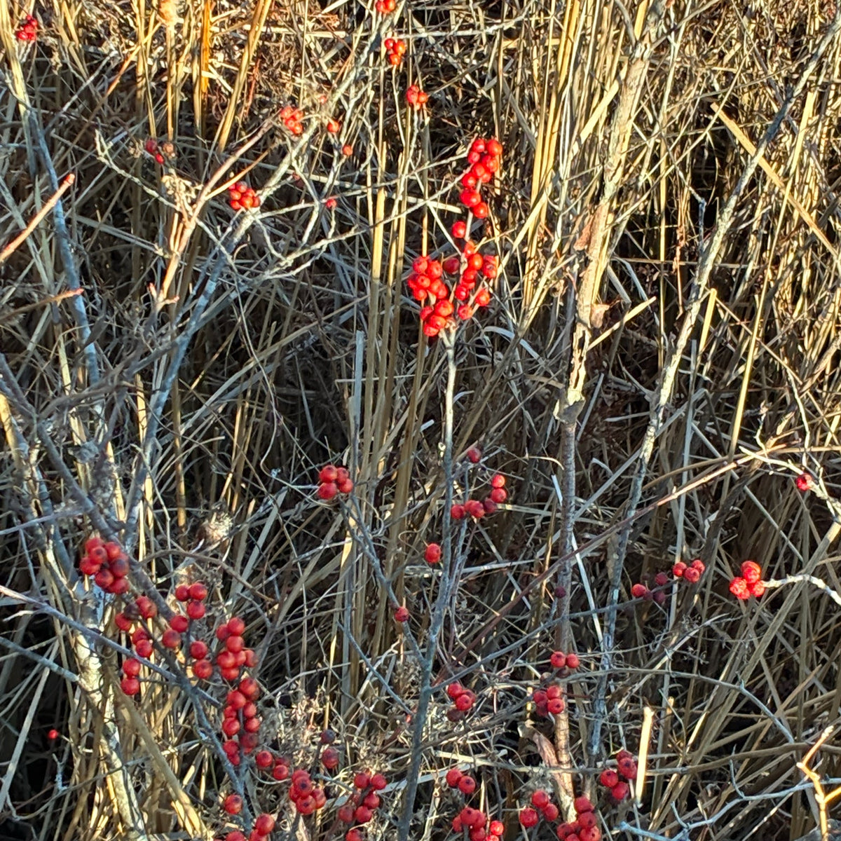 Ilex verticillata (Winterberry Holly)