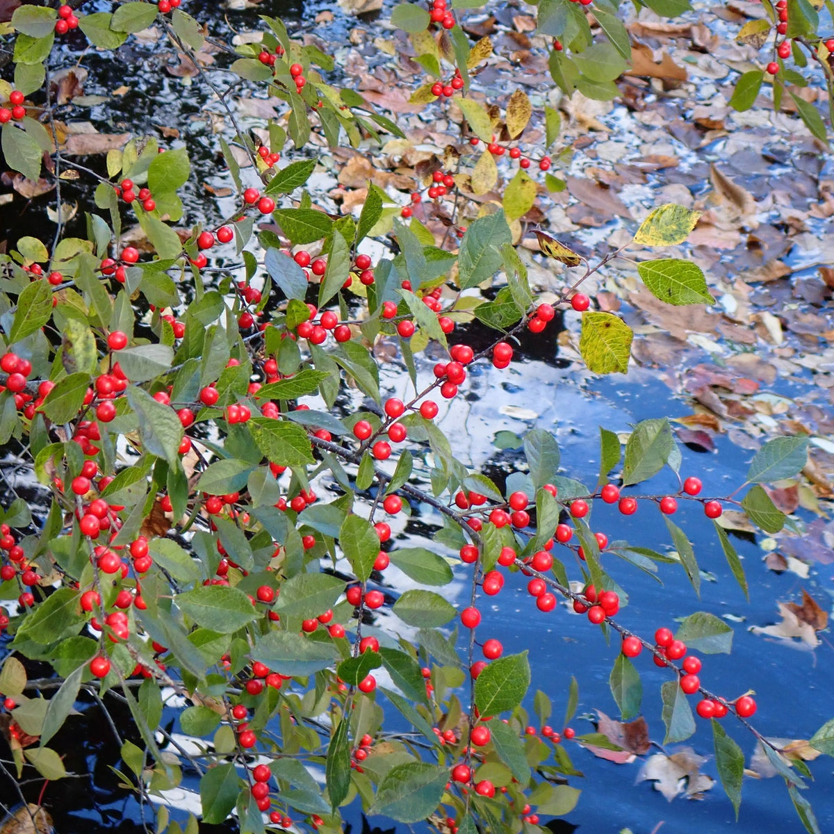 Ilex verticillata (Winterberry Holly)