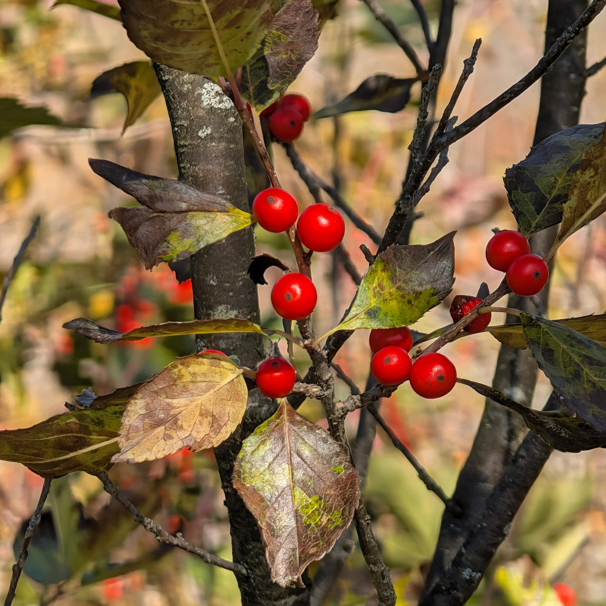 Ilex verticillata (Winterberry Holly)