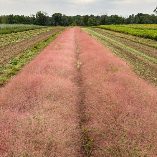 Eragrostis spectabilis (Purple Lovegrass)