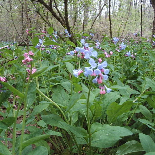 Mertensia virginica (Virginia Bluebells)