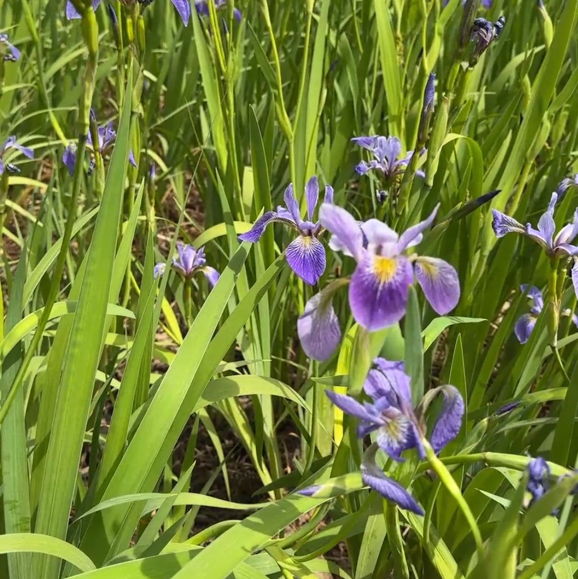 Iris versicolor (Blue-Flag Iris)