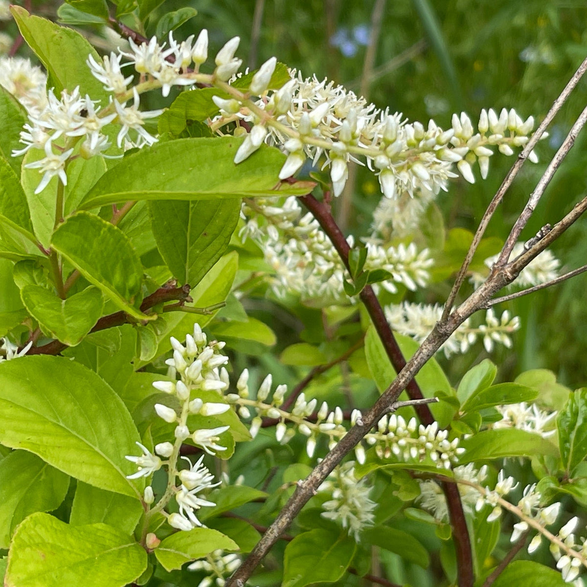Itea virginica (Virginia Sweetspire)
